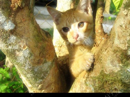 猫爬树图片