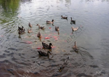 池塘里的野鸭和金鱼图片