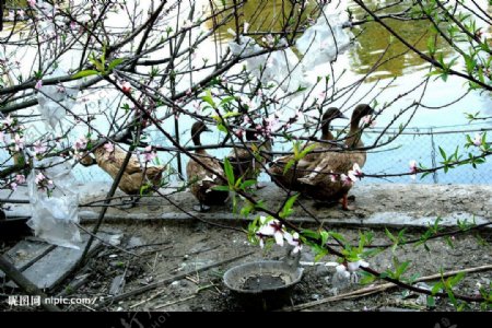 桃花丛中的鸭子图片