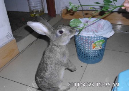 兔子吃树叶灰色的兔子小灰兔图片