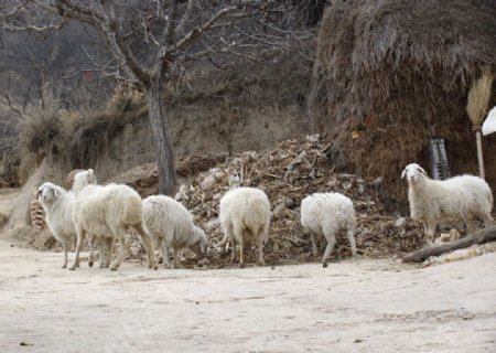 农村绵羊图片