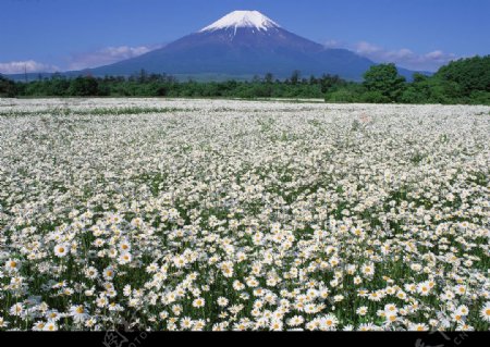 日本富士山下的花儿图片