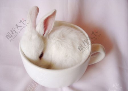 杯子上的兔子图片