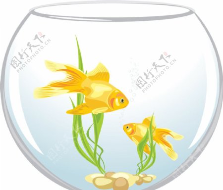鱼缸里的金鱼图片