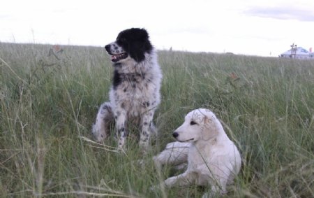 草原上的两条狗图片