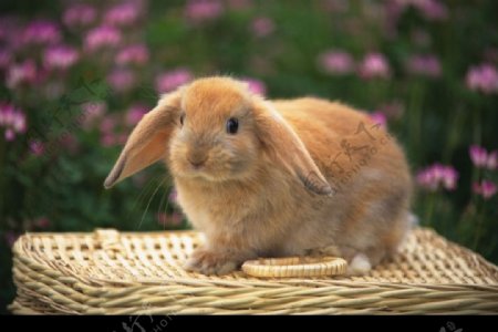 兔子照片图片