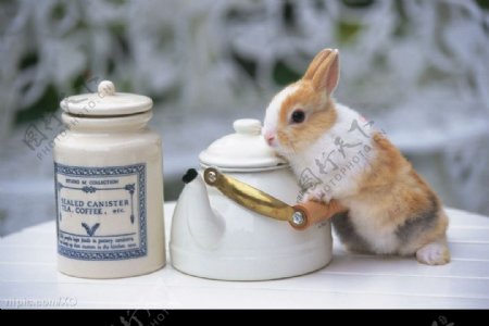 茶壶与兔子图片