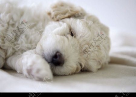 熟睡的狗图片