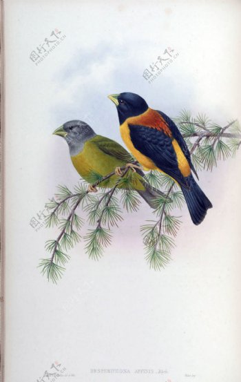 枝头相伴的两只鸟图片