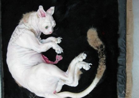 可怜的受伤的白猫图片