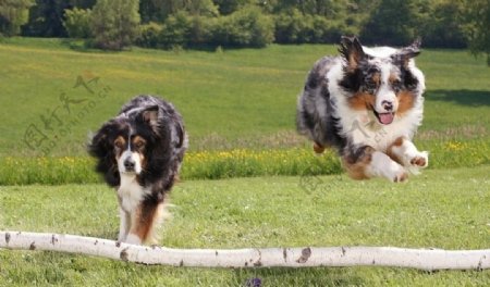 奔跑的两只狗图片