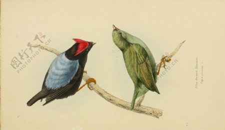 手绘巴西和墨西哥鸟类图谱图片