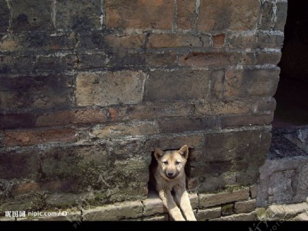 老屋墙里从狗洞里探出脑袋和俩前腿的狗图片