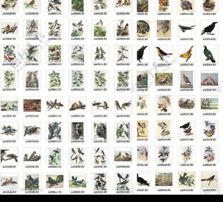 115种网页专用手绘鸟类大全图片
