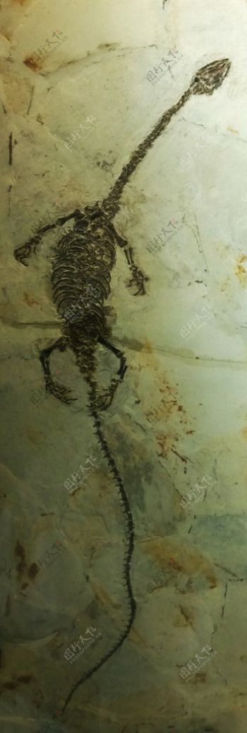 潜龙化石图片