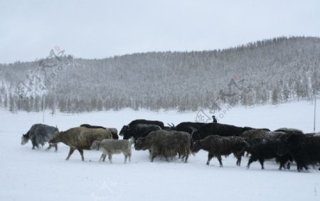雪中牛羊群图片