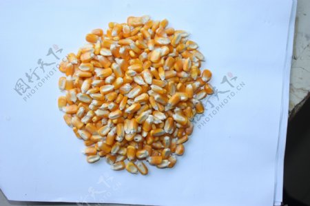 黄色玉米粒图片