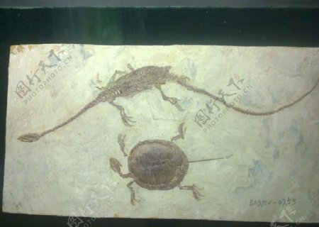 古代化石长颈龙和海龟图片