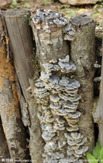枯树上的小黑蘑菇图片
