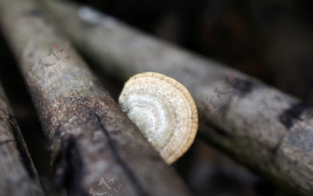 树菇图片