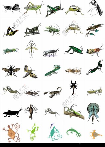 蚱蜢螳螂蝎子壁虎图片