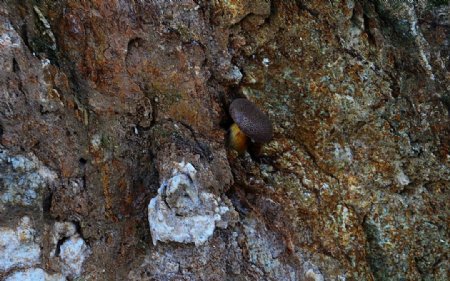 杏花山的蘑菇图片