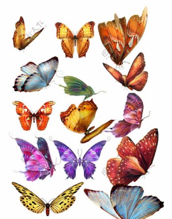 漂亮的蝴蝶psd素材18张透明png蝴蝶高清素材图片
