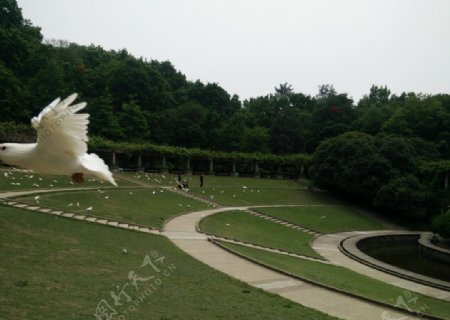 中山陵音乐台白鸽图片
