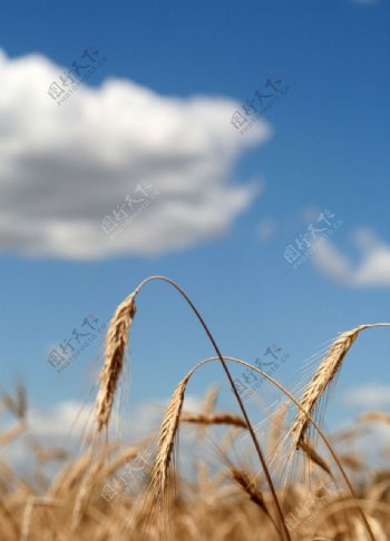 沉甸甸的麦穗图片