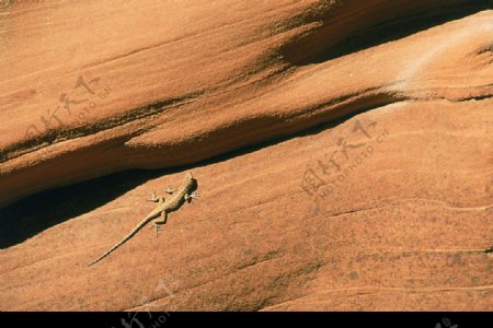 蜥蜴岩石斜坡图片