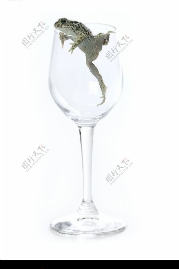 玻璃杯与蛤蟆图片
