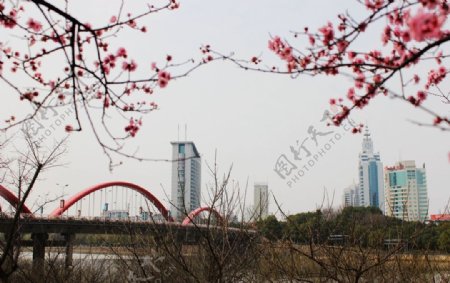 义乌江的春天图片