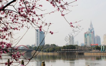 义乌江的春天图片