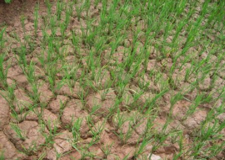 干旱的稻田图片