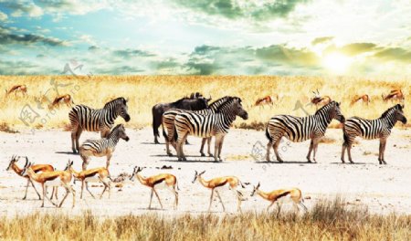斑马动物世界草原图片