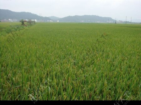 大田水稻图片