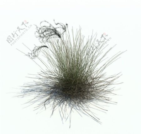 植物模型小草模型图片