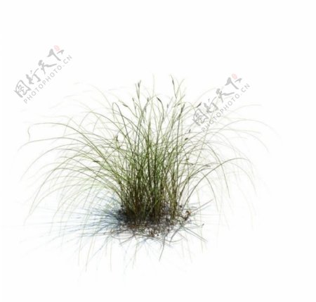 植物模型草模型图片