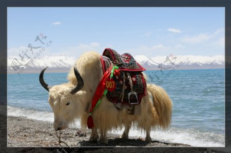 西藏纳木错的美景图片