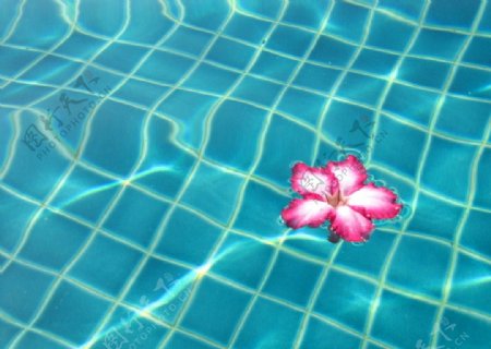 游泳池里的小花图片