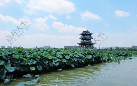 东莞麻涌华阳湖湿地图片