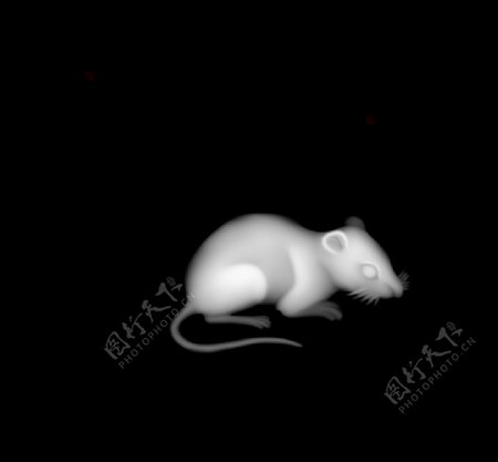 浮雕灰度图老鼠图片