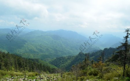 秦岭原始森林图片