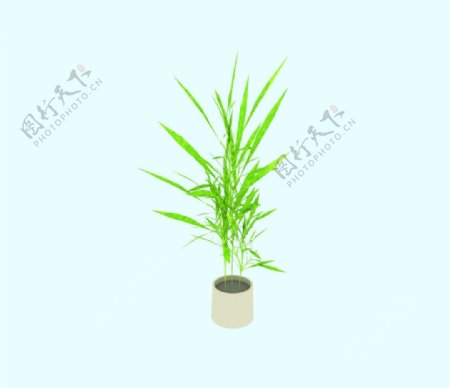 盆栽竹子图片