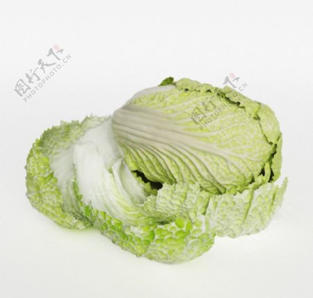 大白菜三维模型图片