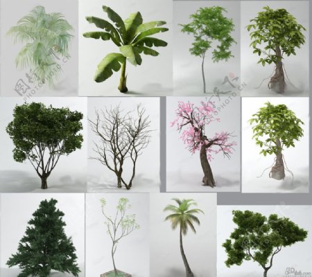 树木模型图片
