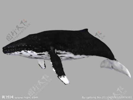 驼背鲸模型加骨骼动画图片