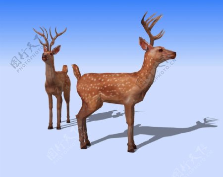 梅花鹿精细3D模型图片