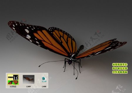 红蝴蝶3D三维模型建模图片