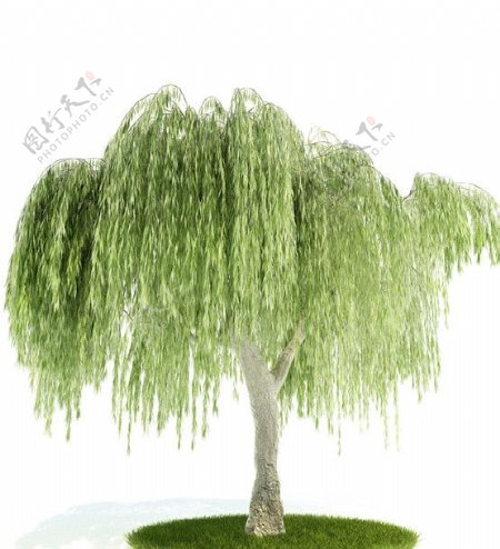 3D柳树模型图片